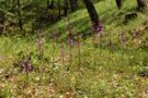 Orchis laxifloriformis